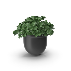Plant Pot