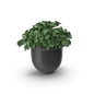 Plant Pot